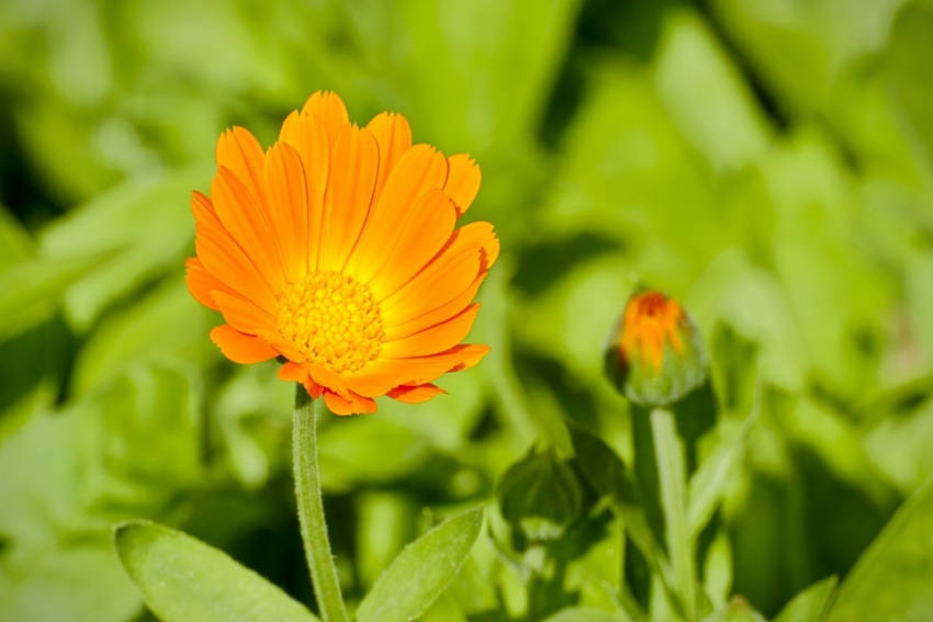 Calendula Flower